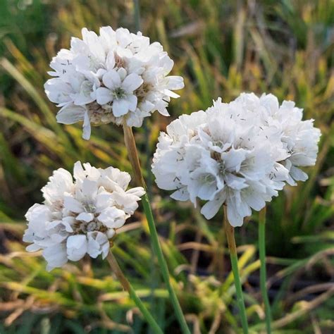 Armeria Pseudarmeria The Plantsmans Preference