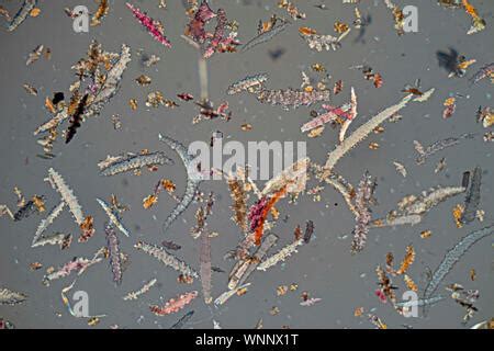 Spicules from the Norman Bequest, mixed types Stock Photo - Alamy