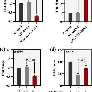 Expression Levels Of MALAT1 MiR 9 3p And SAP97 In The Hippocampus Of