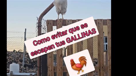 Como Cortar Las Alas A Tus Gallinas Evita Que Se Escapen Gallina