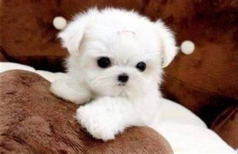 Cute Puppy Overload Gallery Ebaums World