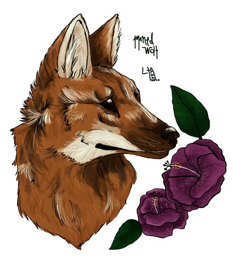 Maned Wolf By Iateyourkookie On Deviantart