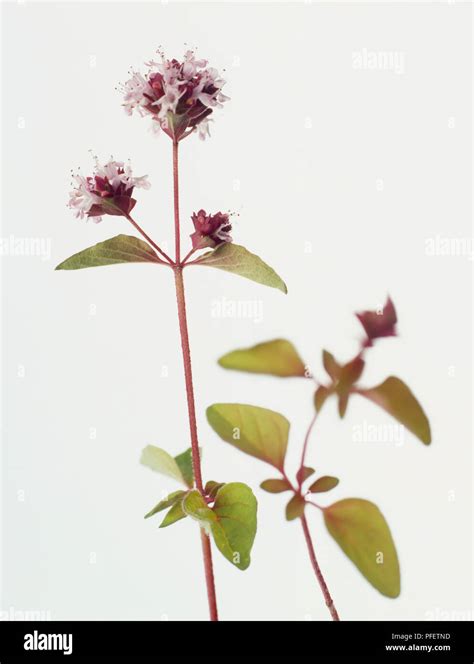 Oregano Wild Marjoram Origanum Vulgare Clusters Of Tiny Tubular