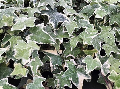 Hedera Miniata Variegata Hiedra Blanca Yedra — Plantamus Vivero Online