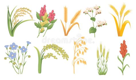 Conjunto De Plantas Agr Colas Con Orejas E Ilustraciones Vectoriales De