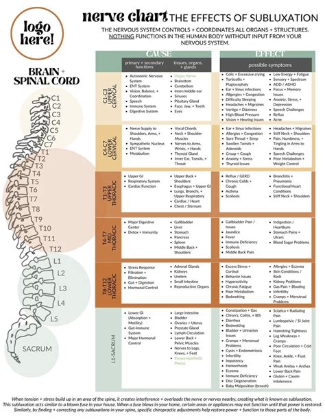 Chiropractic Nerve Chart for Report of Findings Education - Etsy Australia