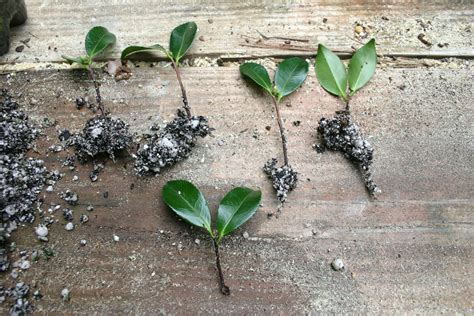 Camellia And Other Shrubs Propagating Step By Step Walter Reeves The Georgia Gardener