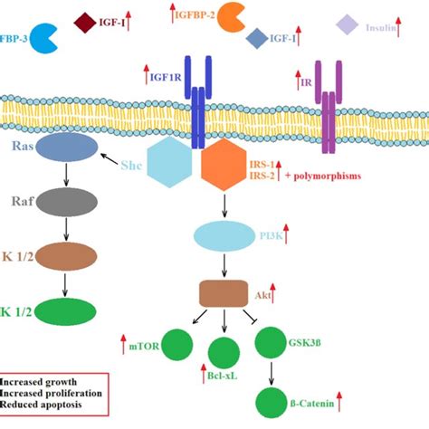 Schematic Presentation Of IGF1R IR Dependent Cell Signaling Pathways