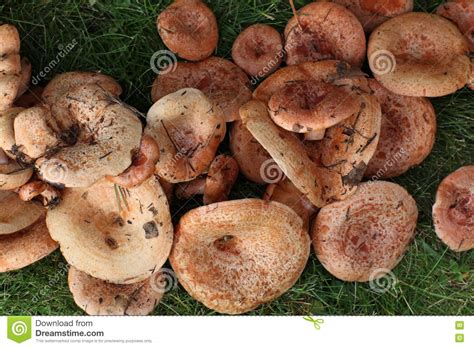 Lactarius Deliciosus Sliced Commonly Known As Saffron Milk Cap And Red