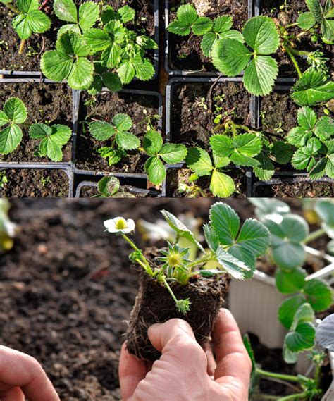 Qu Sustrato Y Fertilizante Usar Para Plantar Fresas La Gu A Completa