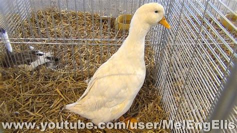 Canard de Pékin Allemand Blanc White German Pekin Duck Deutsche