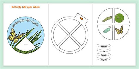 Butterfly Life Cycle Spin Wheel Teacher Made Twinkl