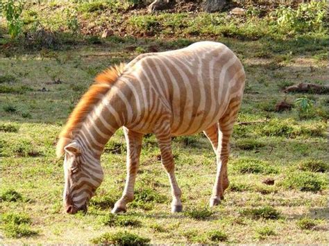 Golden Zebra On Twitter Animals Beautiful Rare Animals Animals