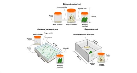Types Of Artificial Nests To Hold Atta Sexdens And Atta Laevigata