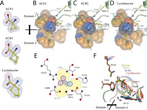 Binding Of ACPC ACBC And Cycloleucine To NR1 S1S2 A F O F C Omit