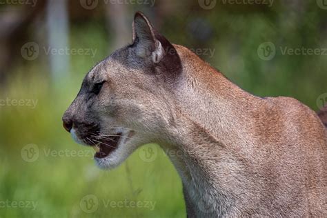 Cougar Or Mountain Lion Puma Concolor 21965894 Stock Photo At Vecteezy