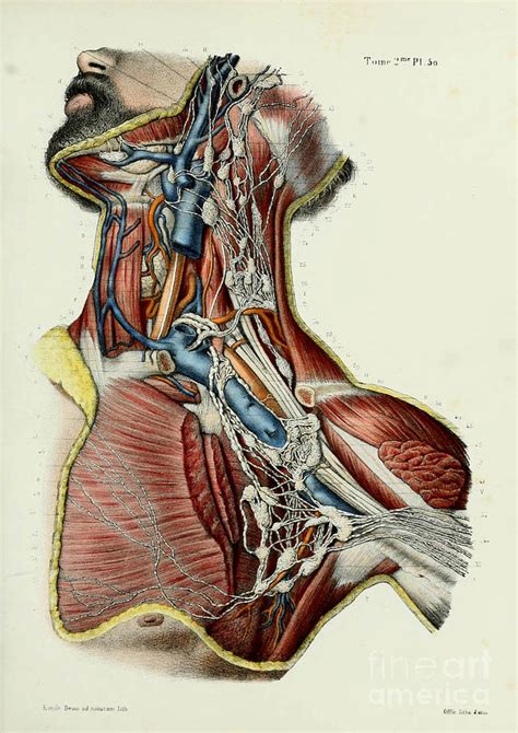 Human Anatomy Painting