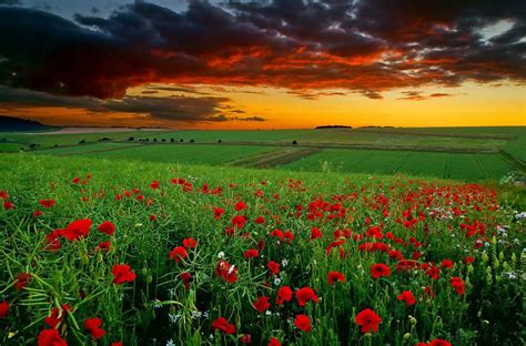 Цветочное поле картинки - фото и картинки: 67 штук