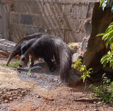 Tamandu Capturado No Quintal De Resid Ncia No Bairro Gua Vermelha