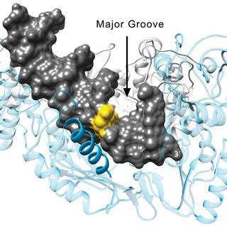 The Crystallographic Structure Of A T P HIV 1 RT Complex Is Shown PDB