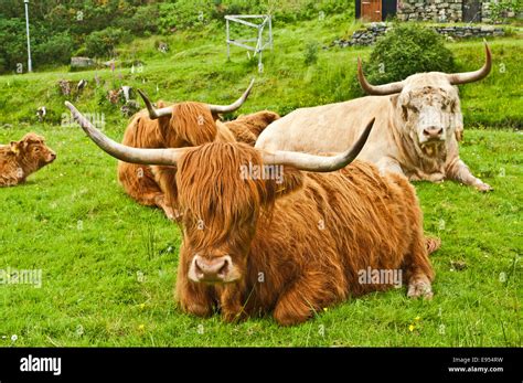 Group Of Highland Cattle Lying Down On Open Land In Crofting Township