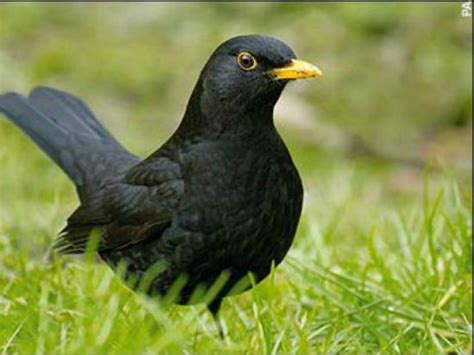 Blackbird Symbolism | Blackbird Meaning