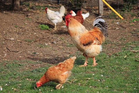 Comment Loigner Les Renards Du Jardin Et Du Poulailler Astuces