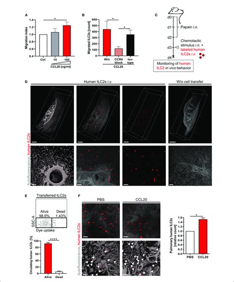 Ccr6 Ccl20 Dependent Accumulation Of Human Pb Ilc2s In The Inflamed