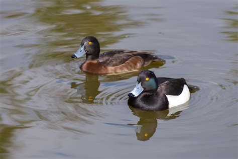 Premium Photo A Pair Of Tufted Ducks Aythya Fuligula Swimming Together