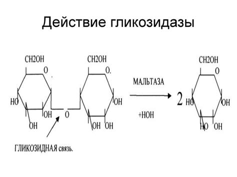 Гликозидазы фермент: функции, где находится