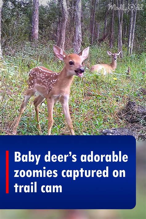 Baby Deers Adorable Zoomies Captured On Trail Cam Baby Deer Baby