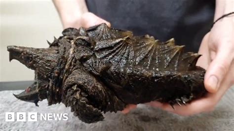 Meet Fluffy The Alligator Snapping Turtle Found In Urswick Tarn