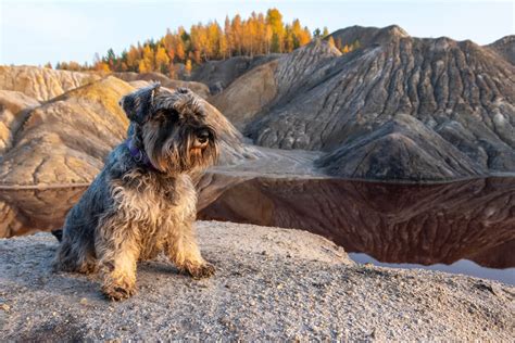 Cómo entrenar a un perro schnauzer Pasos y consejos infalibles