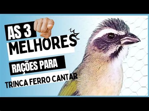 AS 3 MELHORES RAÇÕES PARA TRINCA FERRO CANTAR YouTube