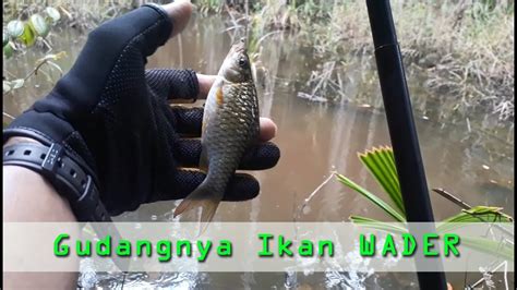 Mancing Ikan Wader Di Pedalaman Hutan Kalimantan Tengah YouTube