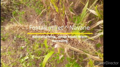 Foxtail Millet Harvesting Navane Millet Good For Fighting Against