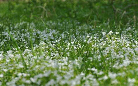 Grass And Flowers Wallpapers Top Free Grass And Flowers Backgrounds Wallpaperaccess