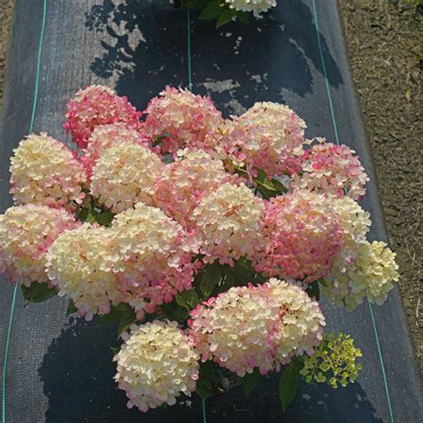 Hydrangea Fire Light Tidbit® 3 Gallon - Cofer's Home & Garden