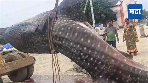 Whale Shark मच्छीमाराच्या गळाला लागला महाकाय मासा १५०० किलो वजनाच्या