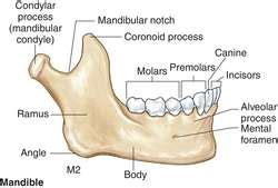 Processus coronoideus mandibulae | definition of processus coronoideus ...