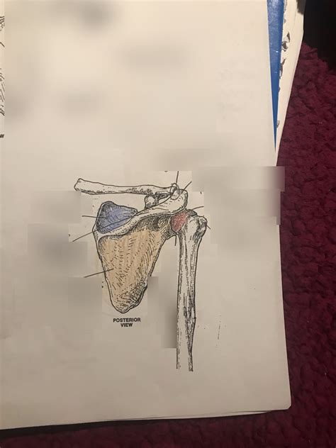 shoulder 2 Diagram | Quizlet