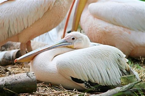 Pelikan Wasservogel Pelecanus Kostenloses Foto Auf Pixabay Pixabay