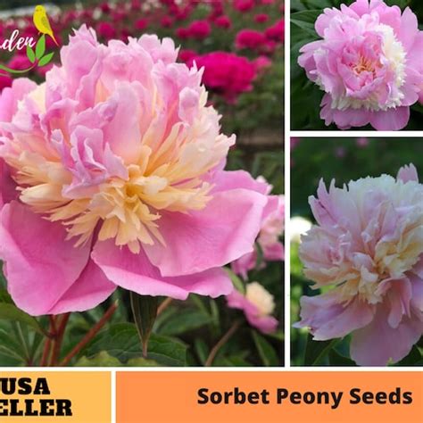 10 Rare Seeds Sorbet Peony Seeds Perennial Authentic Etsy