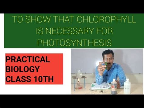 To Show That Chlorophyll Is Necessary For Photosynthesis Youtube