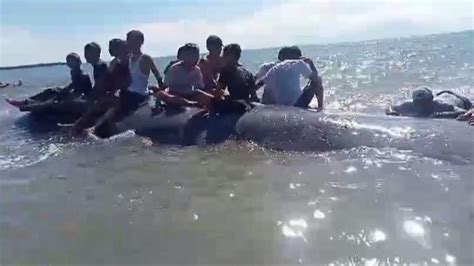 Jam Lebih Terdampar Di Pantai Sindeas Tapteng Ikan Paus Raksasa