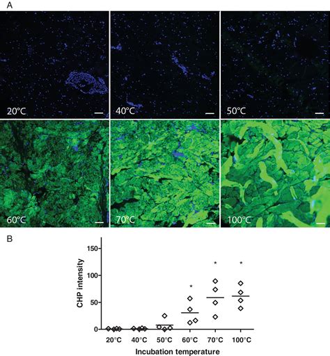 Effective Enzymatic Debridement Of Burn Wounds Depends On The Denatura
