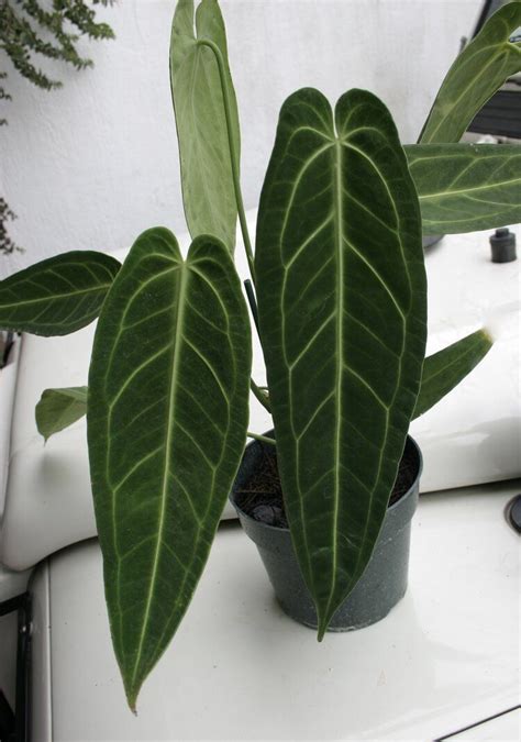 Velvet Leaf Anthuriums In Cultivation By Jay Vannini Artofit