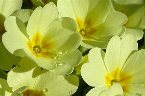 Primrose Primroses Flower Free Photo On Pixabay Pixabay