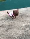 Dog Walking GIF - Dog Walking Puppy - Discover & Share GIFs