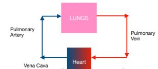 Circulatory System - The Double Circulatory System (GCSE Biology) - Study Mind